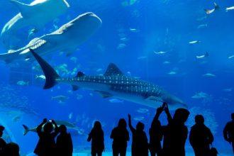 Top 12 Mesmerizing Aquariums in South West England - Get Your Sea Legs Ready
