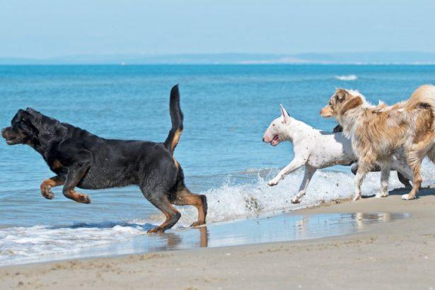 Best Dog Friendly Beaches in Devon - Top 15 (Map Included)
