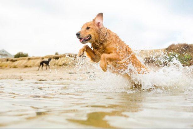 Best Dog Friendly Beaches in Newquay - Top 12 (Map Included)