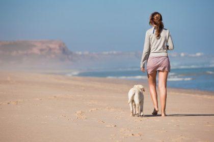 Best Dog Friendly Beaches in Somerset - Top 12 With Their Restriction