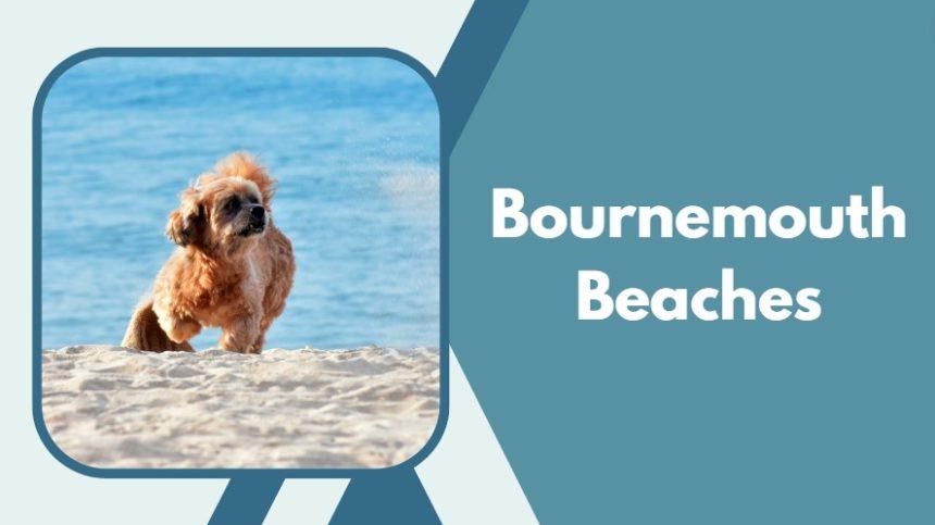 Photo inspiration: Gallery Detail: Best Dog Friendly Beaches In Dorset Top 37
