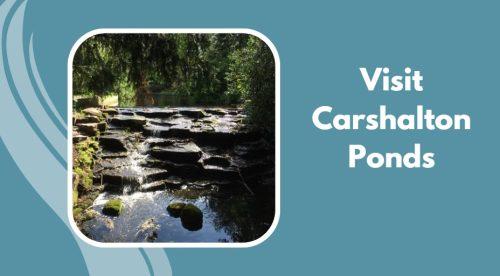 Visit Carshalton Ponds - things to do in Carshalton 