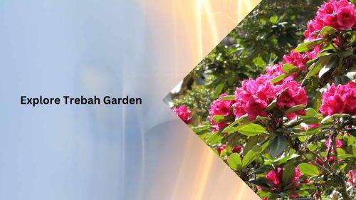 Explore Trebah Garden