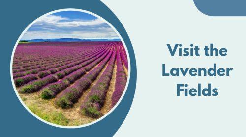 Visit the Lavender Fields