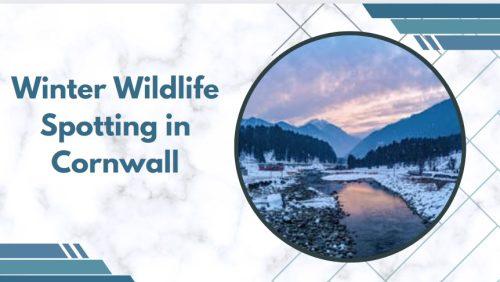 Winter Wildlife Spotting in Cornwall