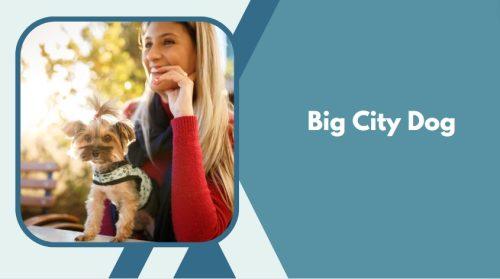 Big City Dog