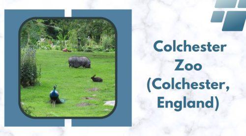 Colchester Zoo (Colchester, England)