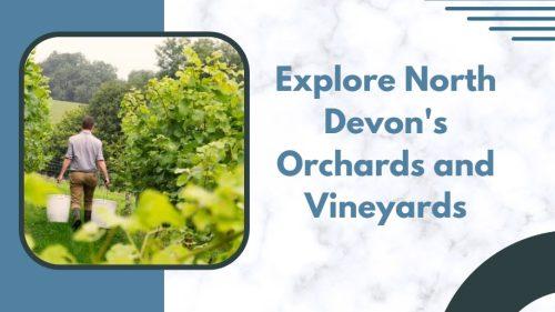 Explore North Devon's Orchards and Vineyards