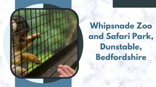 Whipsnade Zoo and Safari Park, Dunstable, Bedfordshire