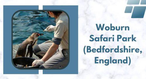 Woburn Safari Park (Bedfordshire, England)