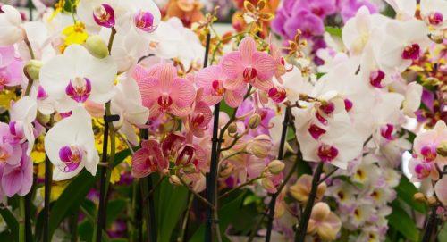 Advice on Buying Orchids