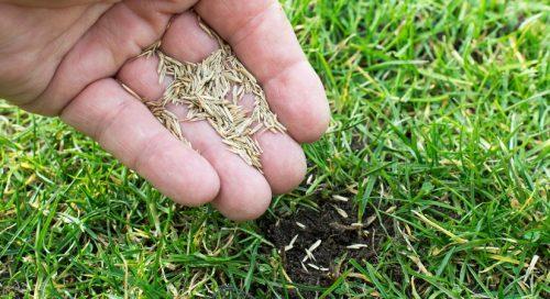 Caring for the Seedlings