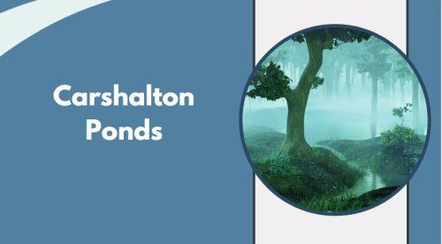 Carshalton Ponds