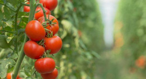 Choose the Right Variety - caring for tomato plants