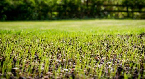 Choosing the Right Grass Seed