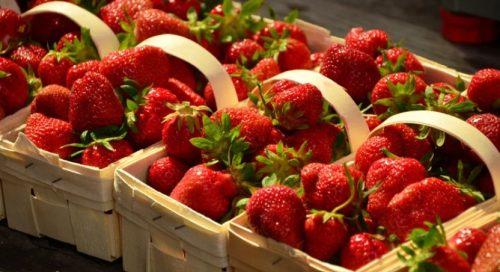 Choosing the Right Variety - how to grow strawberries