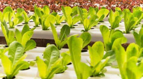 Common Hydrangea Problems and Solutions