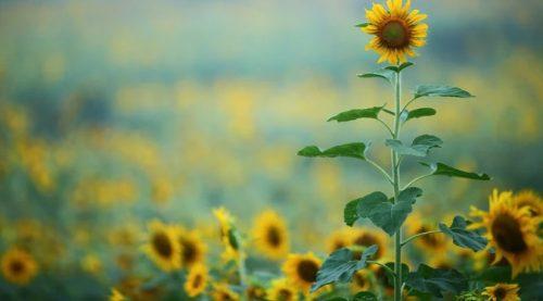 Common Problems with Sunflowers
