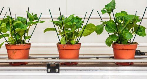 Fertilizer Recommendations