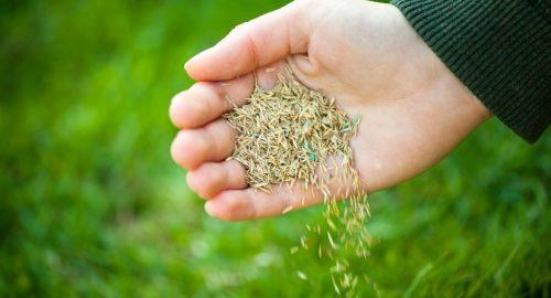 Getting Started - how to plant grass seed