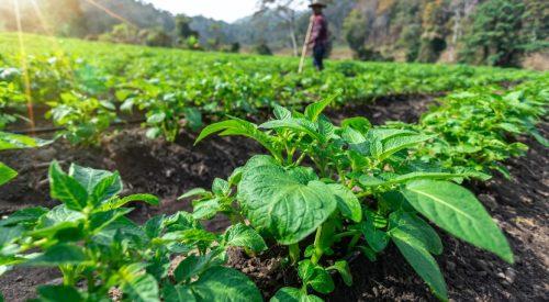 Getting Started with Potato Growing - how to grow potatoes