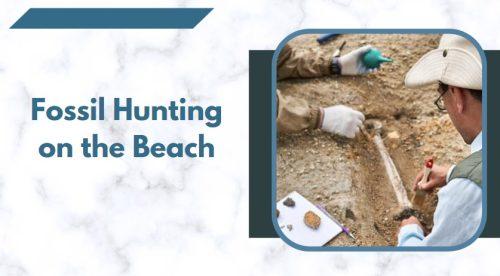 Go Fossil Hunting on the Beach