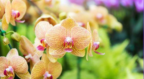 Growing Orchids: Pests and Diseases