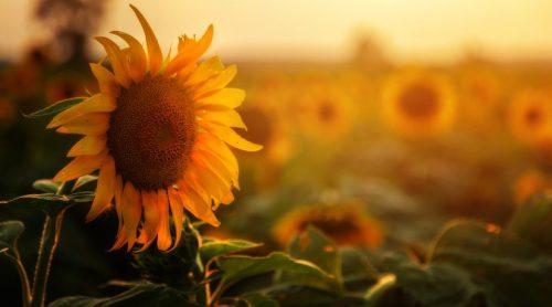 How to Harvest Sunflower Seeds?