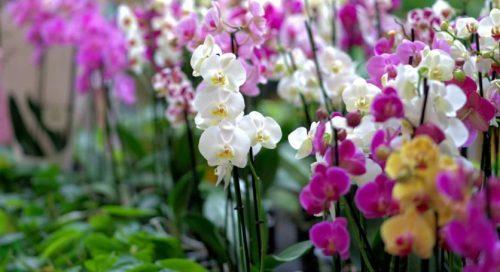 How to Plant Orchids?