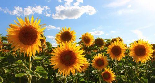 How to Plant Sunflowers?