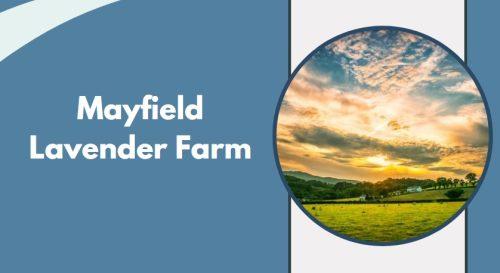 Mayfield Lavender Farm