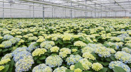 Optimal Growing Conditions