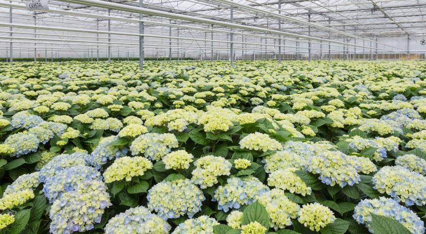 How to Care for Hydrangeas? - A Complete Guide – South West Mag