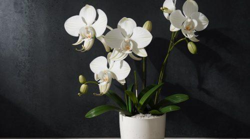 Orchid Varieties to Grow