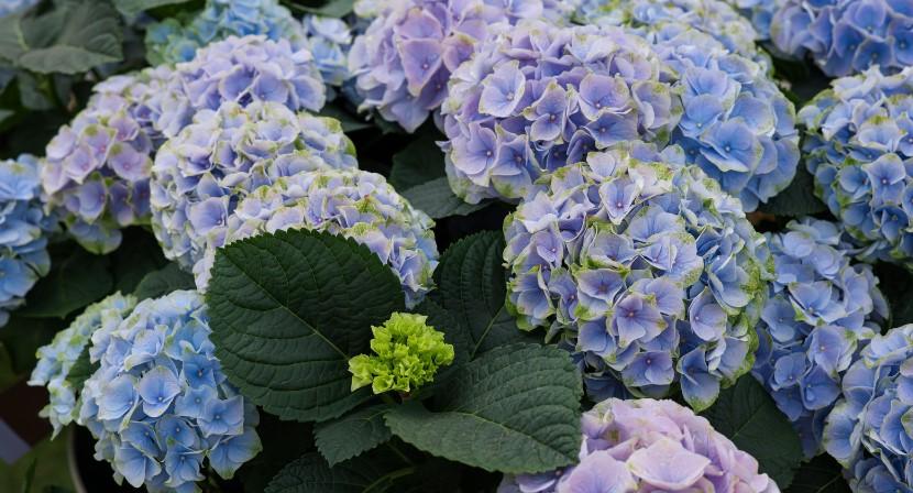 How to Care for Hydrangeas? - A Complete Guide – South West Mag