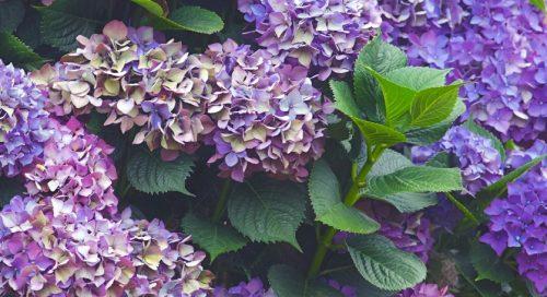 Quick Facts about Hydrangeas - how to care for hydrangeas