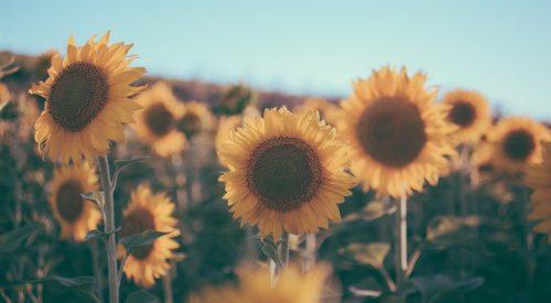 Tips for Conservation and Biodiversity