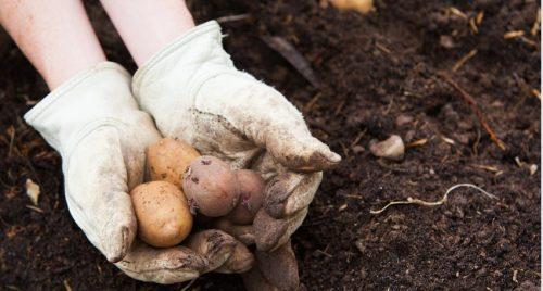 When to Plant Potatoes in the UK
