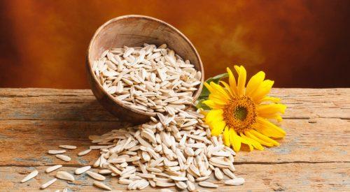 Where to Buy Sunflowers Online?