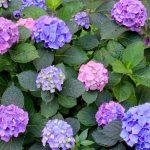 how to care for hydrangeas