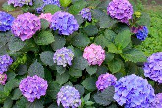 how to care for hydrangeas