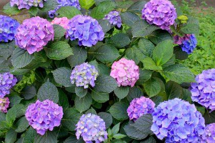 how to care for hydrangeas