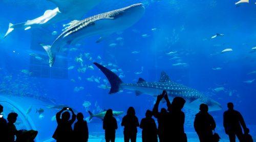 Adriatic Marine Life at the Aquarium