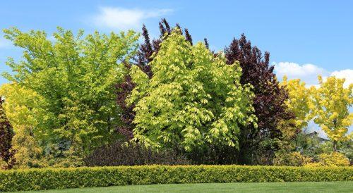 Characteristics of Shrubs
