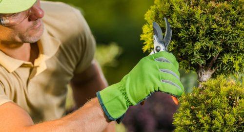 Landscape With Shrubs
