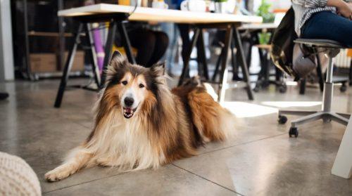 Glebe House Cottages